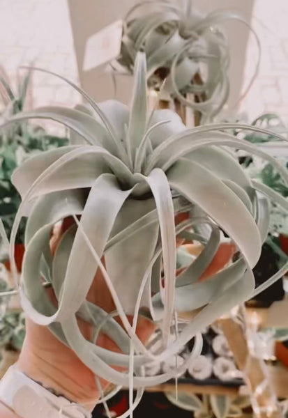 How I keep my Xerographica air plants thriving!