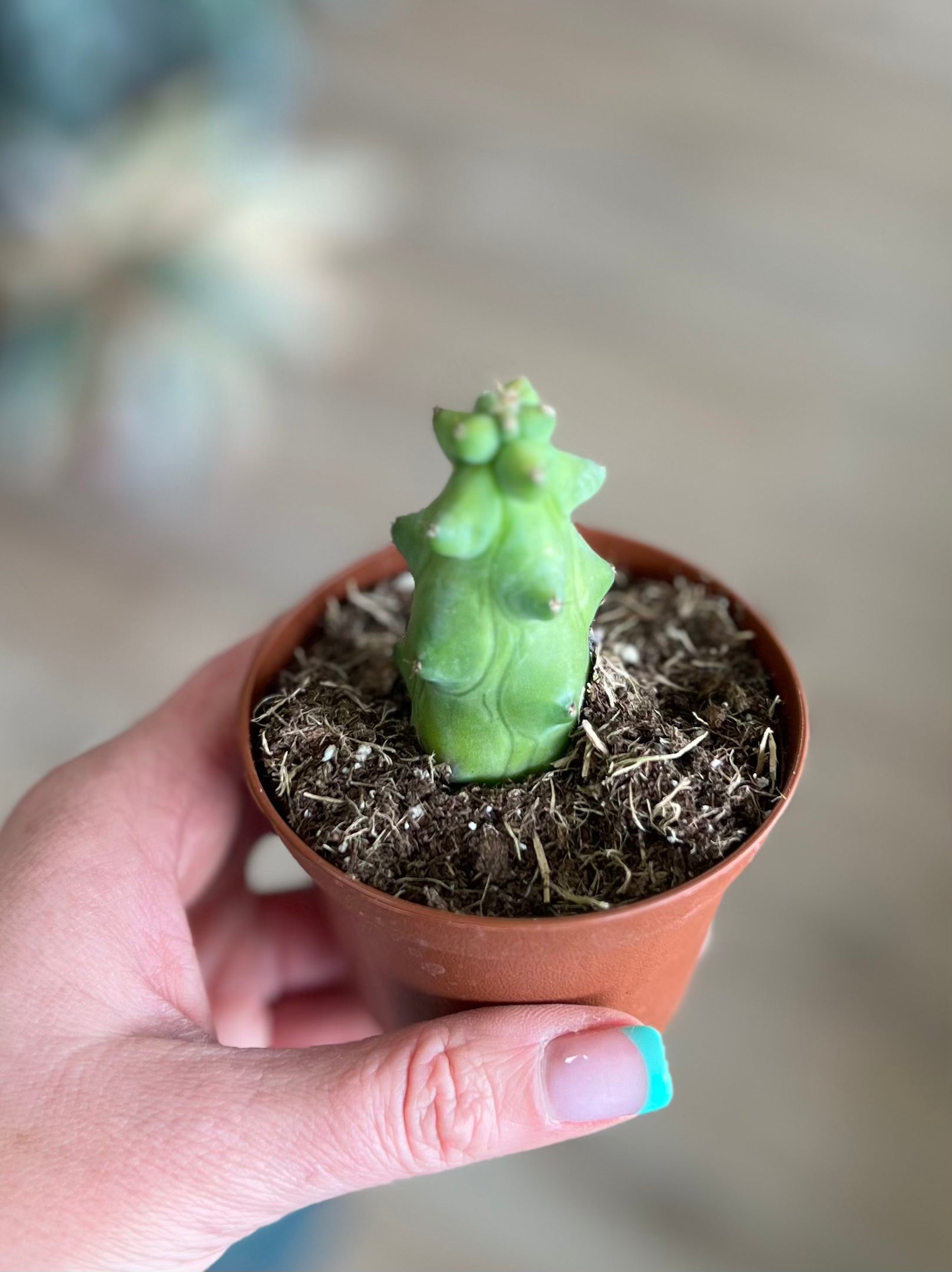 Boobie Cactus – Rooted