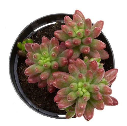 Sedum rubrotinctum 'Aurora' Pink Jelly Beans