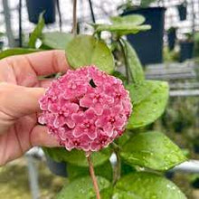 Load image into Gallery viewer, RARE* 6&quot; Hoya fungii x pubicalyx - Lt. pink flower
