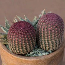 Load image into Gallery viewer, 2.5&quot; Rainbow Hedgehog Cactus, Echinocereus rigidissimus - RARE - The Seaside Succulent
