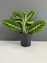 Load image into Gallery viewer, 4&quot; Maranta Lemon Lime prayer plant - The Seaside Succulent
