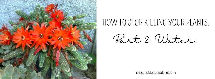 How to Stop Killing your Plants: PART 2 - Water