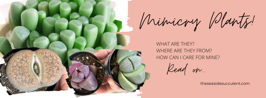 What is a Mimicry Plant?