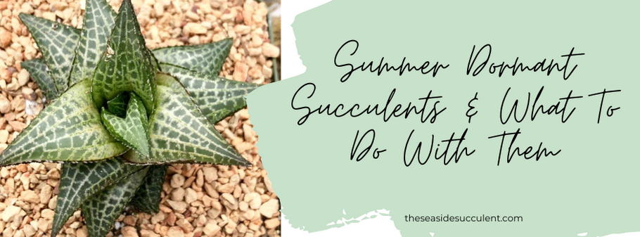 What To Do With Your Summer Dormant Succulents