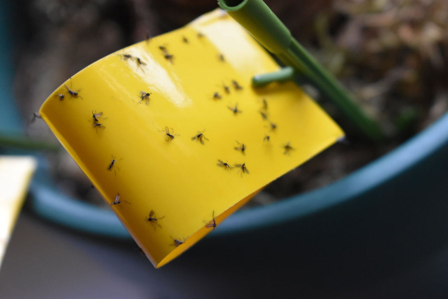 Fungus Gnats - Love to Hate Them!