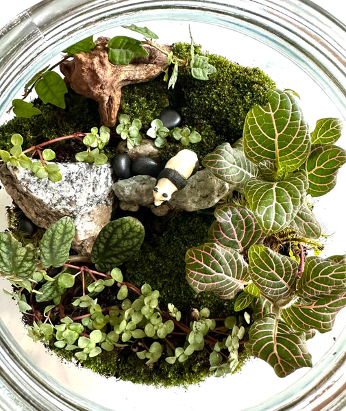 5 Reasons to Start a Terrarium Hobby