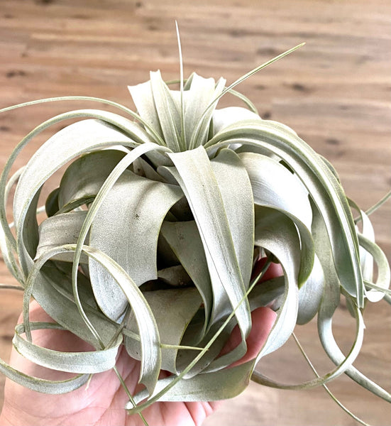What Exactly IS an Air Plant?
