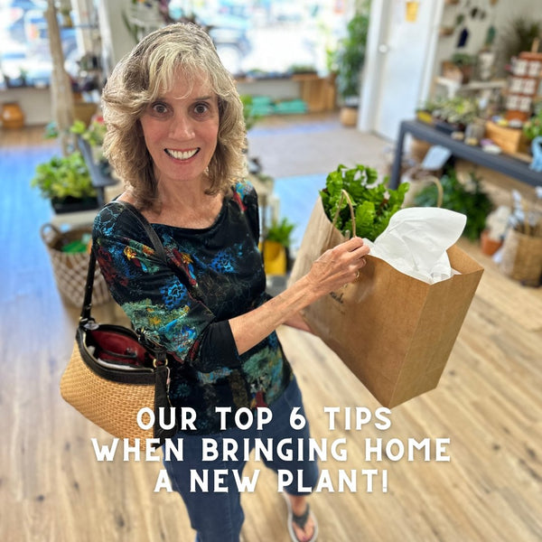 What to DO and NOT do when you bring home a new plant!
