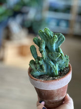 Load image into Gallery viewer, Blue Crest Cactus - Myrtillocactus geometrizans cristata
