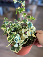 Load image into Gallery viewer, Variegated Senecio mikanoides, Giant String of Hearts 6”
