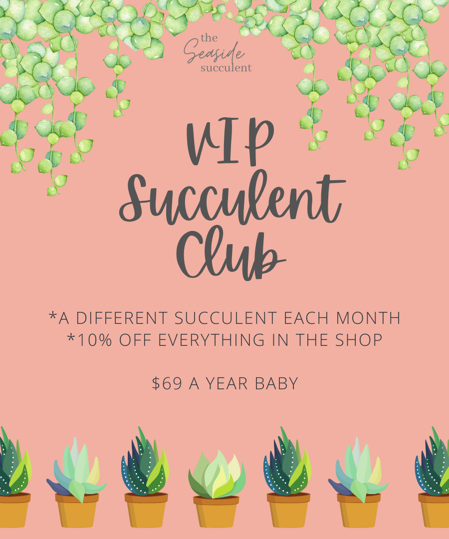 VIP Succulent Club
