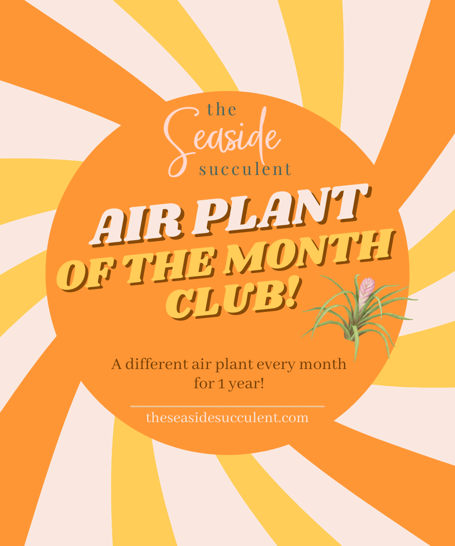 Air Plant of the Month Club