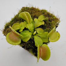 Load image into Gallery viewer, Venus flytrap (Dionaea muscipula) &#39;Cracker&#39;
