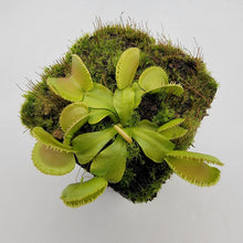 Load image into Gallery viewer, Venus flytrap (Dionaea muscipula) &#39;Cracker&#39;
