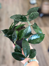 Load image into Gallery viewer, 4&quot; Hoya fungii - The Seaside Succulent

