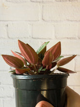Load image into Gallery viewer, 4&quot; Peperomia rosso, Eden Rosso - The Seaside Succulent
