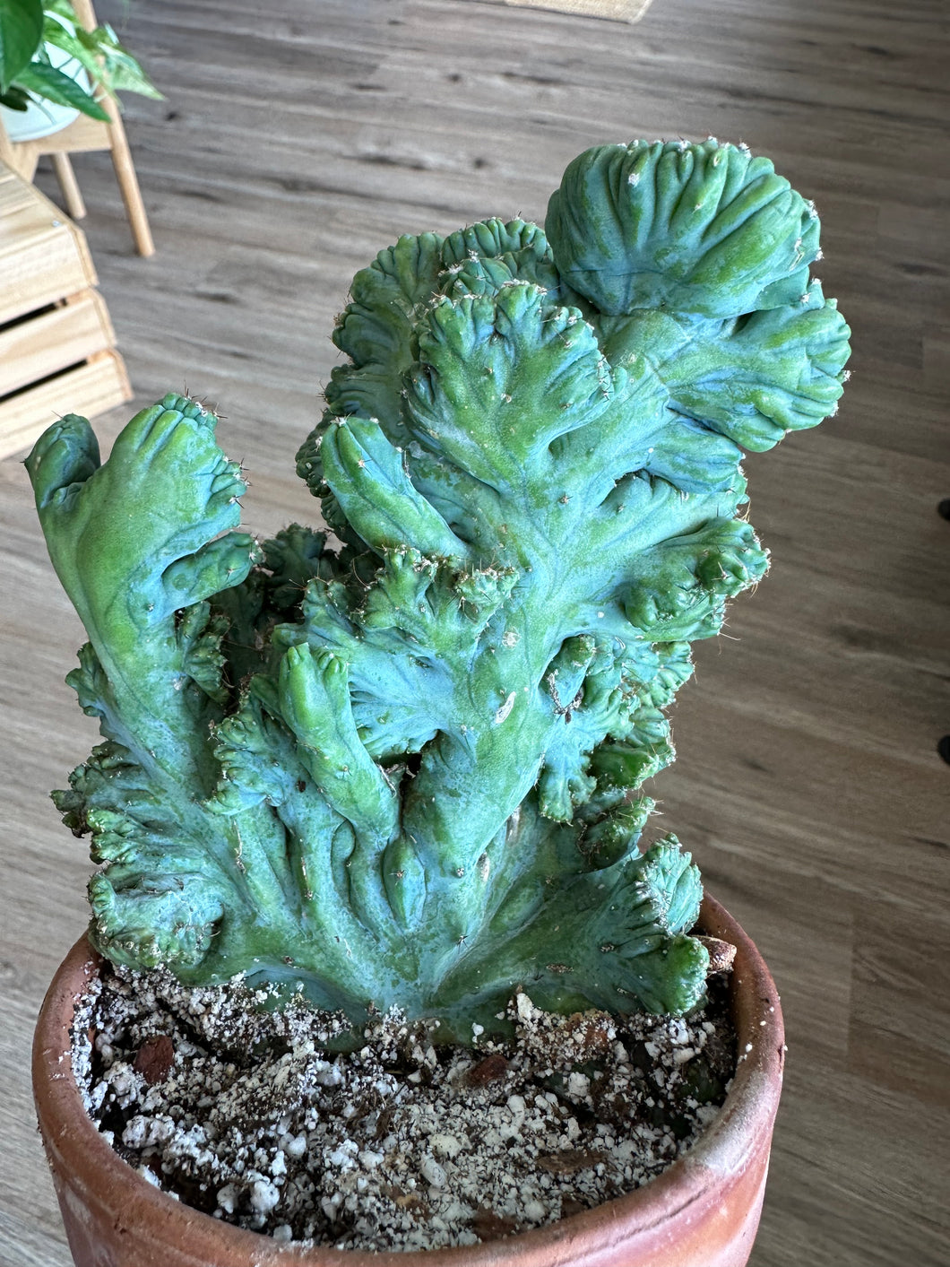 Blue Crest Cactus - Myrtillocactus geometrizans cristata