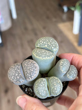 Load image into Gallery viewer, XXL Lithops - Living Stones
