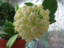 Load image into Gallery viewer, 6&quot; Hoya pachyclada *White flowers - The Seaside Succulent

