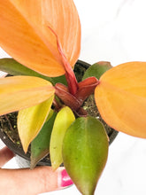 Load image into Gallery viewer, 6&quot; Philodendron &#39;Prince of Orange&#39; - The Seaside Succulent
