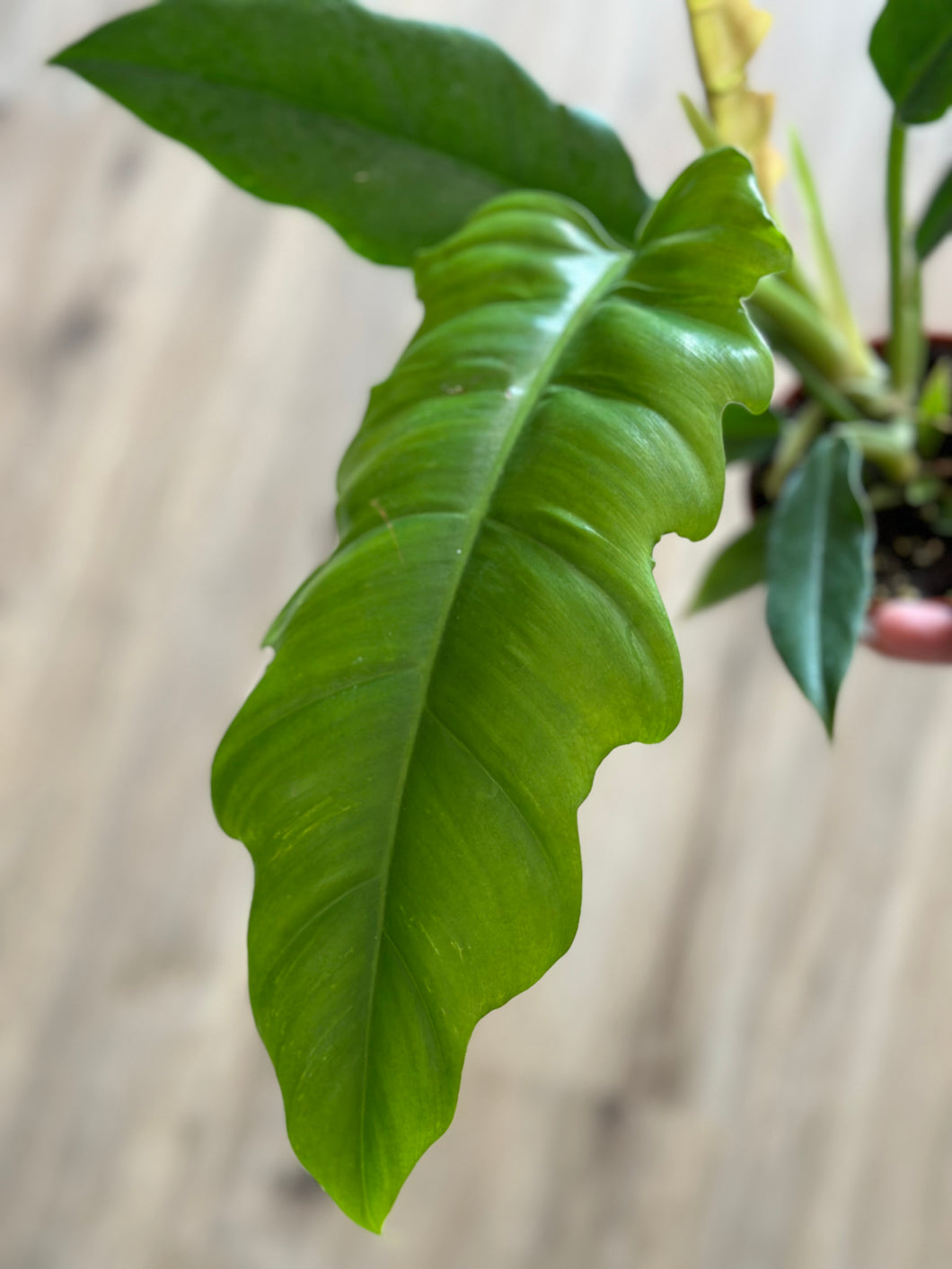 4” Philodendron sp. Jungle Boogie