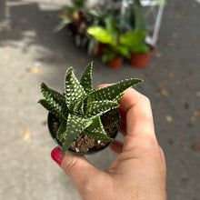 Load image into Gallery viewer, 2&quot; Haworthia &#39;Paris&#39;
