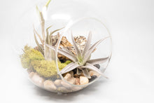 Load image into Gallery viewer, Large Hand-Blown Glass Terrarium Kit with Tillandsia Air Plants
