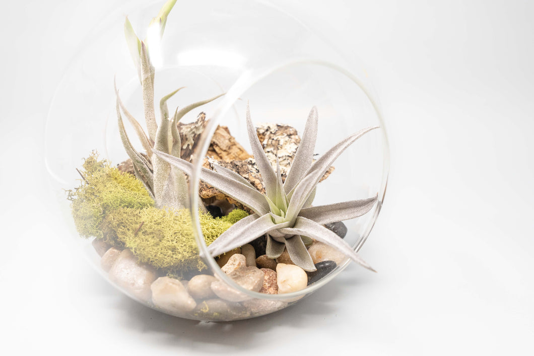 Large Hand-Blown Glass Terrarium Kit with Tillandsia Air Plants