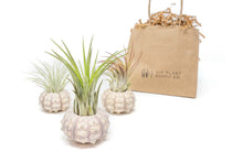 Load image into Gallery viewer, Gift Wrapped Sputnik Urchins with Tillandsia Air Plants
