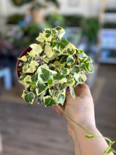 Load image into Gallery viewer, Variegated Senecio mikanoides, Giant String of Hearts 6”
