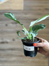 Load image into Gallery viewer, *RARE* Philodendron punctata 4”
