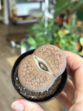 Load image into Gallery viewer, LG Lithops- Living Stones
