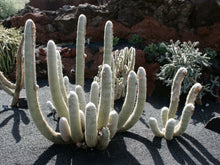 Load image into Gallery viewer, 5&quot; Old Man Cactus, Espostoa nana
