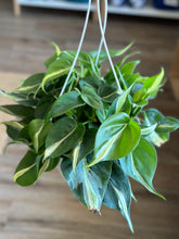 Load image into Gallery viewer, 8&quot; Philodendron hederaceum &#39;Silver Stripe&#39; *Rare cultivar*
