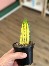 Load image into Gallery viewer, RARE Variegated Blue Candle Cactus
