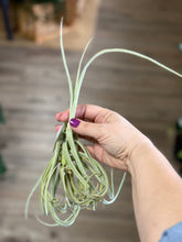 Load image into Gallery viewer, Tillandsia duratii 6-8&quot;
