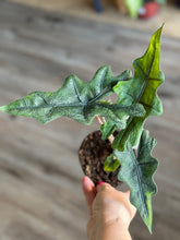 Load image into Gallery viewer, 4&quot; Alocasia Jacklyn

