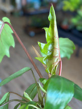Load image into Gallery viewer, 4” Philodendron sp. mayoi
