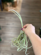 Load image into Gallery viewer, Tillandsia duratii 6-8&quot;

