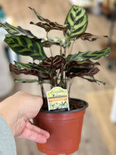 Load image into Gallery viewer, 6&quot; Calathea makoyana &quot;Peacock plant&quot;

