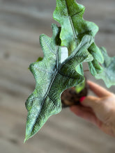 Load image into Gallery viewer, 4&quot; Alocasia Jacklyn
