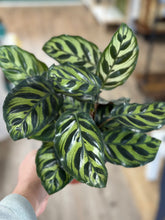Load image into Gallery viewer, 6&quot; Calathea makoyana &quot;Peacock plant&quot;
