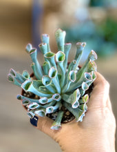 Load image into Gallery viewer, *RARE* Echeveria &#39;Trumpet Pinky&#39; 4&quot;

