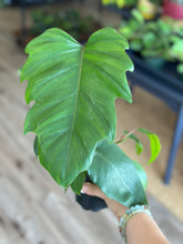 Load image into Gallery viewer, 4” Philodendron sp. mayoi
