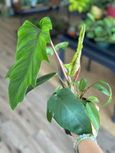 Load image into Gallery viewer, 4” Philodendron sp. mayoi
