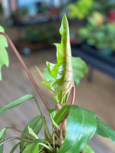 Load image into Gallery viewer, 4” Philodendron sp. mayoi

