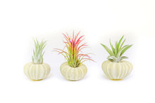 Load image into Gallery viewer, Green Urchins with Tillandsia Air Plants - Set of 1, 3 or 5
