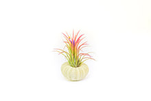 Load image into Gallery viewer, Green Urchins with Tillandsia Air Plants - Set of 1, 3 or 5
