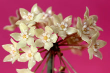 Load image into Gallery viewer, 6&quot; Hoya sp. Rangsan - Cream flowers

